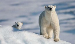 娱乐吃瓜酱北极熊,吃瓜酱视角下的极地风情
