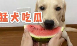 娱乐吃瓜蛋仔名字大全,趣味横生的昵称盛宴