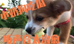 娱乐吃瓜酱送小狗,暖心情怀传递爱心瞬间