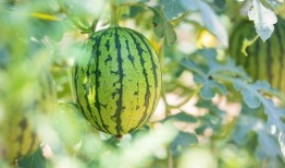 娱乐圈哪个地方吃瓜最好,揭秘最佳“吃瓜”圣地