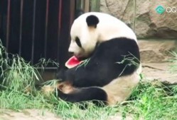 娱乐圈吃瓜熊猫胖胖,熊猫胖胖的吃瓜日常