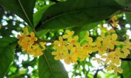 娱乐吃瓜酱桂花树下,桂花树下，揭秘娱乐圈那些不为人知的秘密